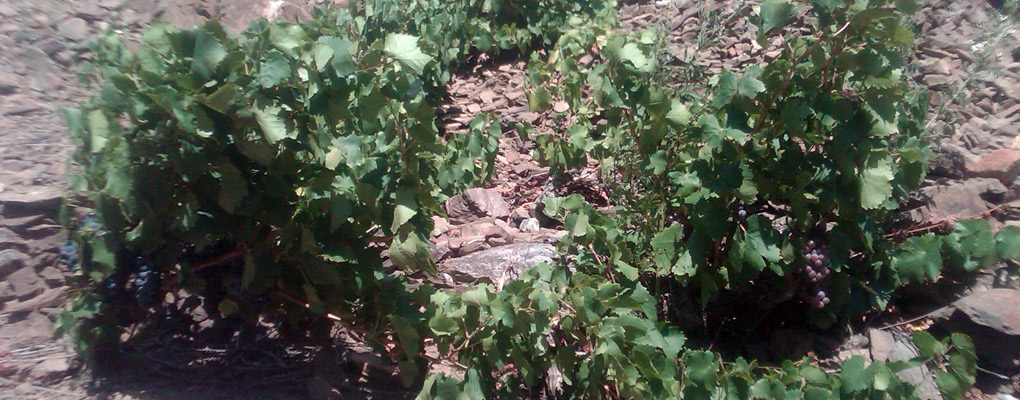 Grenache gris and Grenache blanc